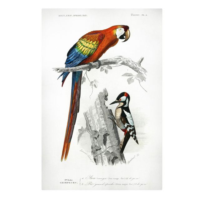 Wandbilder Tiere Vintage Lehrtafel Papagei Rot Blau
