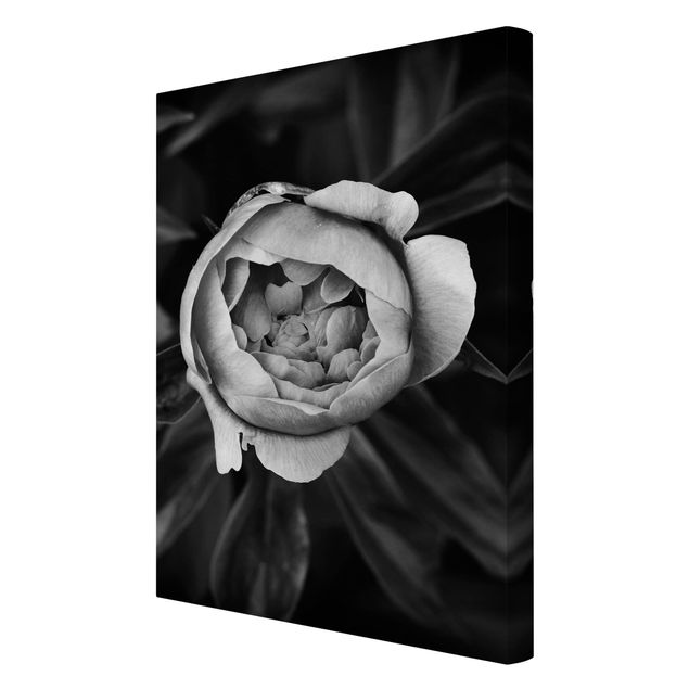 Schöne Wandbilder Pfingstrosenblüte vor Blättern Schwarz Weiß