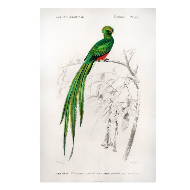 Wandbilder Vintage Vintage Lehrtafel Tropischer Vogel I