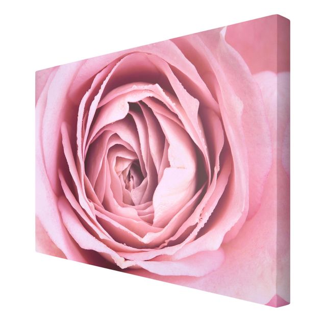 Bilder auf Leinwand Rosa Rosenblüte