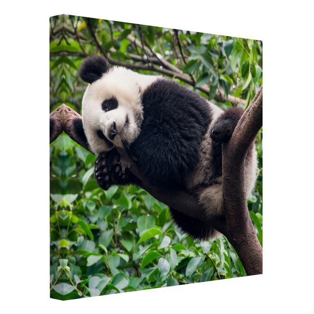 Leinwandbild Kunstdruck Schlafender Panda auf Ast