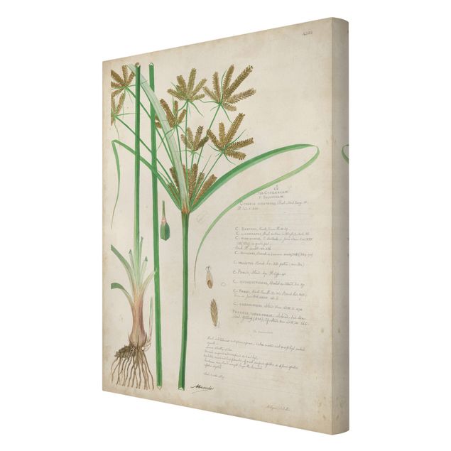 Bilder auf Leinwand Vintage Botanik Zeichnung Gräser I