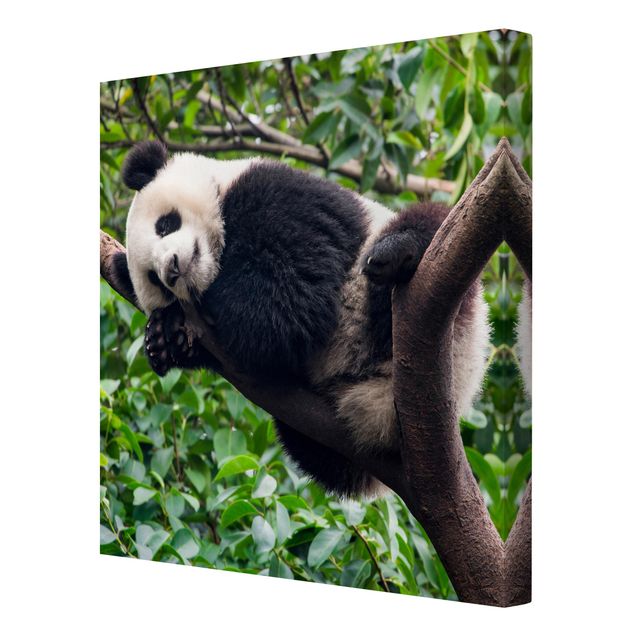 Moderne Leinwandbilder Wohnzimmer Schlafender Panda auf Ast