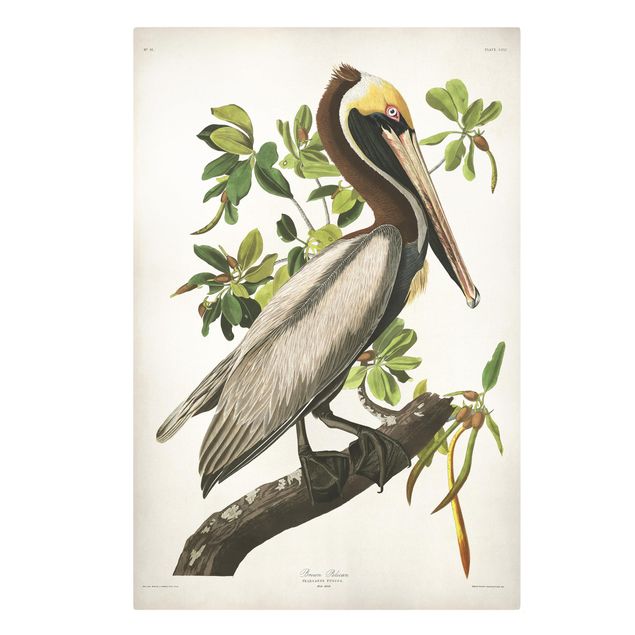 Tierbilder auf Leinwand Vintage Lehrtafel Brauner Pelikan