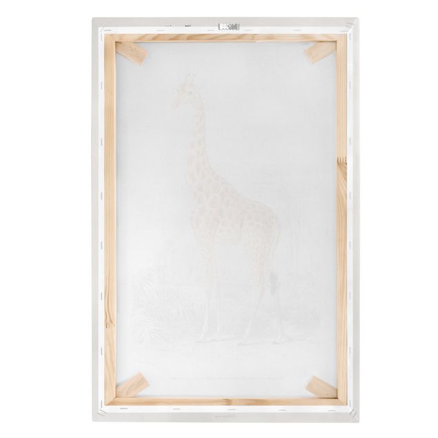 Leinwandbilder Vintage Lehrtafel Giraffe