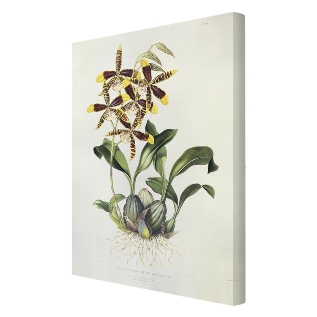 Leinwandbild Vintage Maxim Gauci - Orchidee II