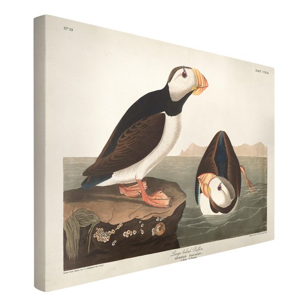 Wandbilder Tiere Vintage Lehrtafel Papageientaucher II