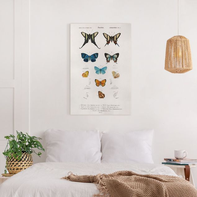 Leinwandbilder Schmetterling Vintage Lehrtafel Schmetterlinge I