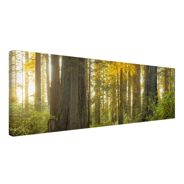 Moderne Leinwandbilder Wohnzimmer Redwood National Park