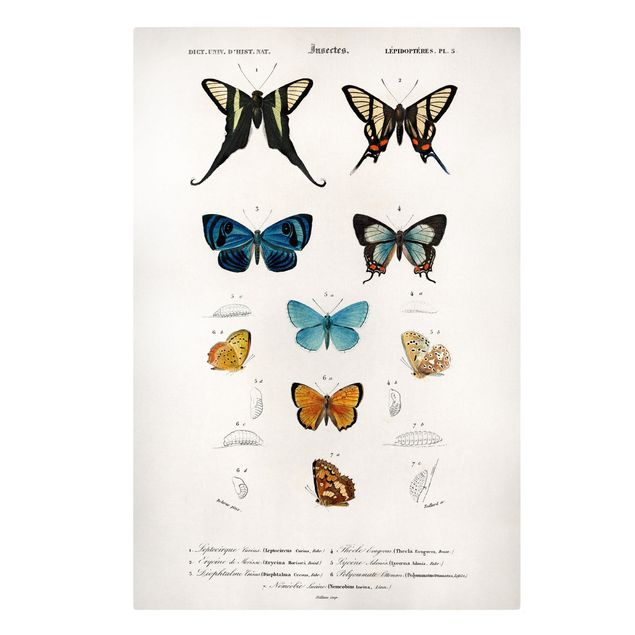 Leinwandbilder Tier Vintage Lehrtafel Schmetterlinge I