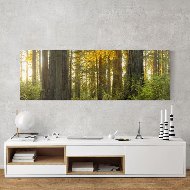 Wandbilder Baum Redwood National Park