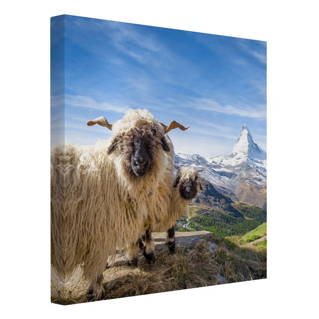 Leinwandbilder Landschaft Schwarznasenschafe von Zermatt