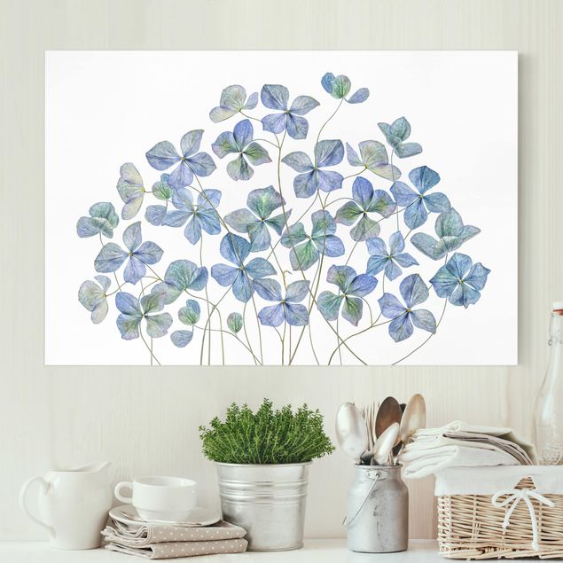 Leinwandbilder Blumen Blaue Hortensienblüten