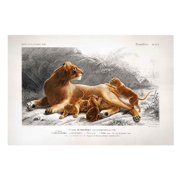 Wandbilder Natur Vintage Lehrtafel Löwin und Löwenbabies