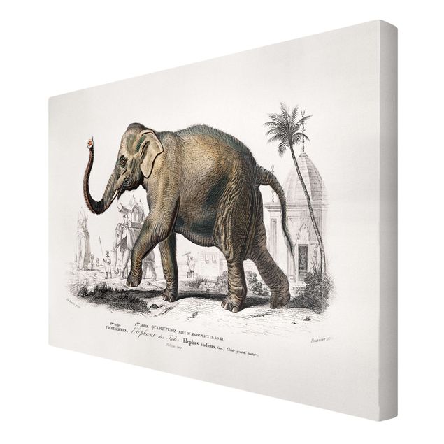 Leinwandbilder Tier Vintage Lehrtafel Elefant