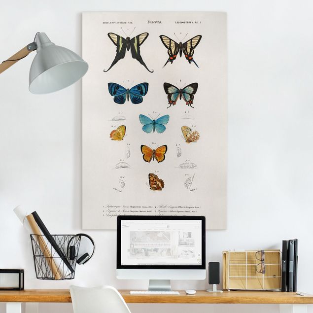 Leinwandbilder XXL Vintage Lehrtafel Schmetterlinge I