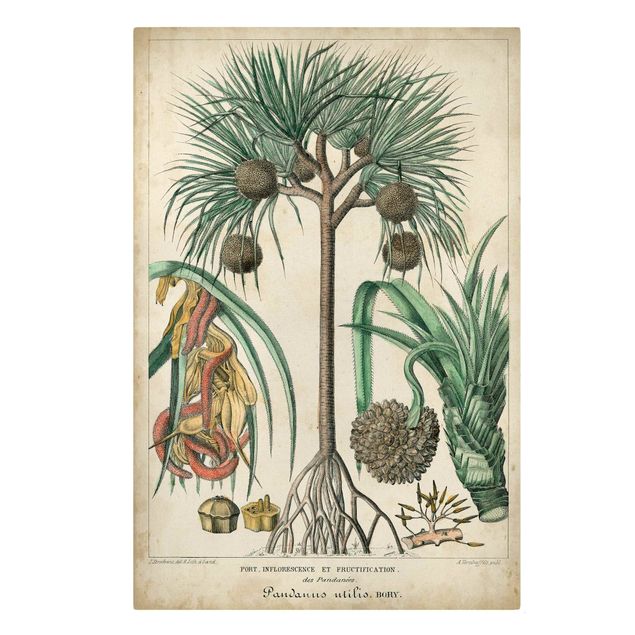 Schöne Wandbilder Vintage Lehrtafel Exotische palmen I