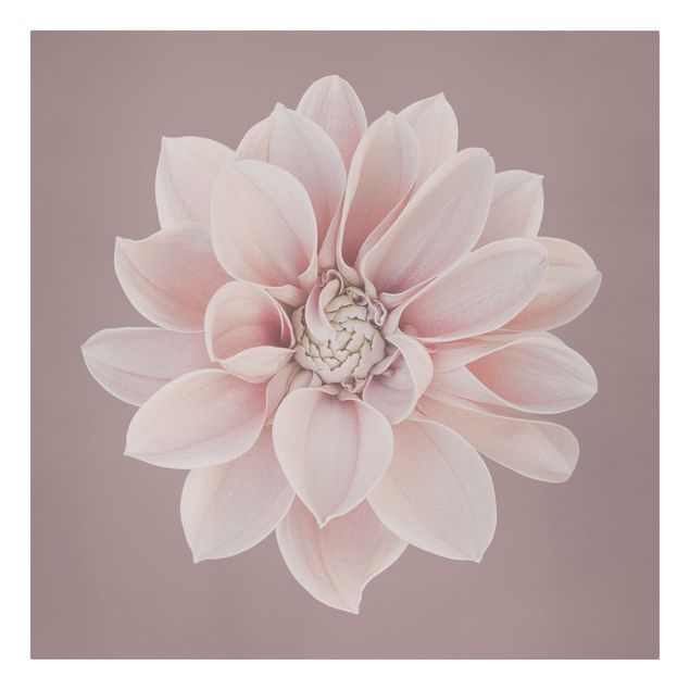 Schöne Leinwandbilder Dahlie Blume Lavendel Weiß Rosa