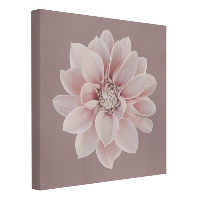 Bilder für die Wand Dahlie Blume Lavendel Weiß Rosa