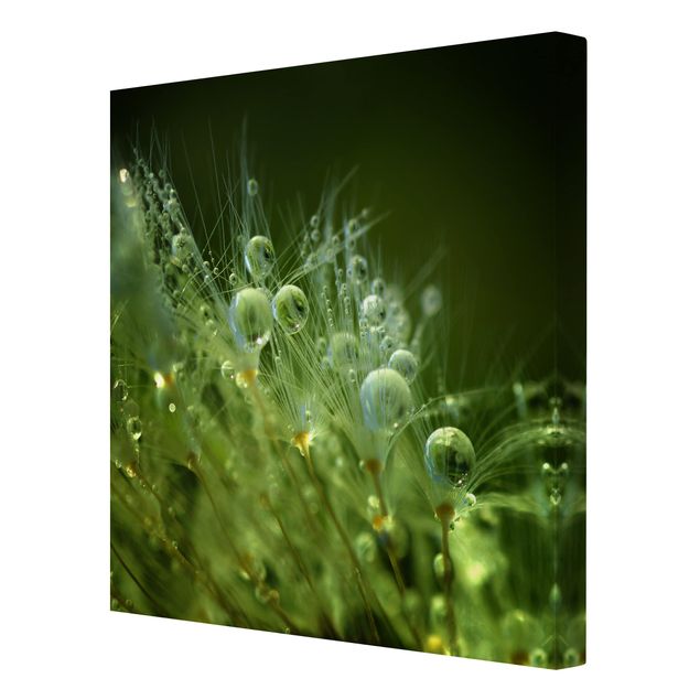 Leinwandbild - Grüne Samen im Regen - Quadrat 1:1