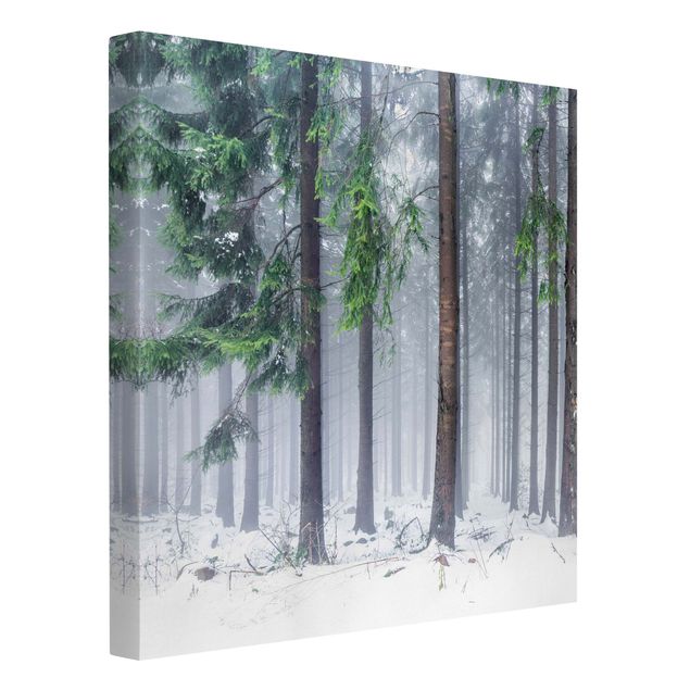 Wandbilder Wald Nadelbäume im Winter