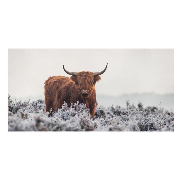 Bilder für die Wand Bison in den Highlands