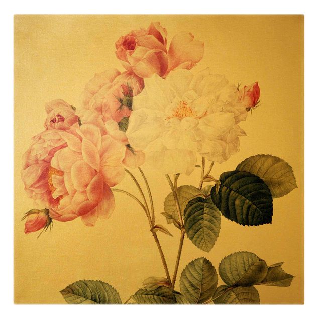 Leinwand Kunstdruck Pierre Joseph Redouté - Damaszener-Rose