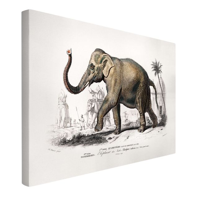 Leinwandbilder Natur Vintage Lehrtafel Elefant