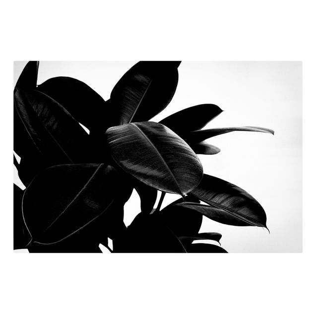 Leinwandbilder Wohnzimmer modern Gummibaum Blätter Schwarz Weiß