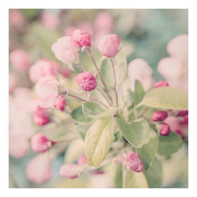 Wandbilder Apfelblüte Bokeh rosa