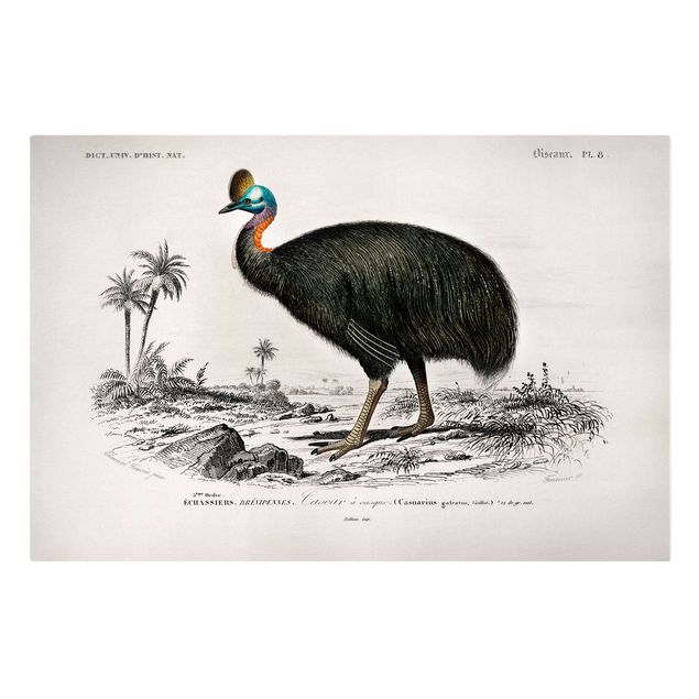 Retro Wandbilder Vintage Lehrtafel Emu