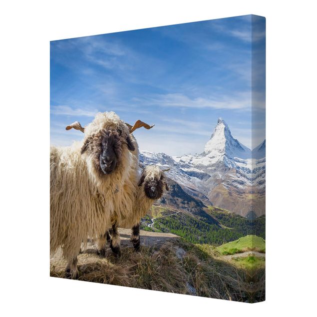 Tierbilder auf Leinwand Schwarznasenschafe von Zermatt