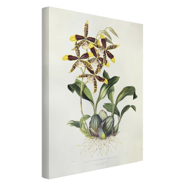 Leinwand Blumen Maxim Gauci - Orchidee II