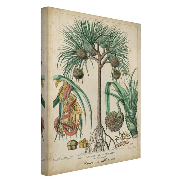 Leinwandbild Vintage Vintage Lehrtafel Exotische palmen I