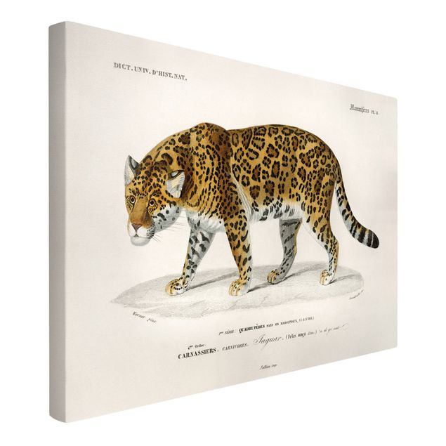 Wandbilder Tiere Vintage Lehrtafel Jaguar