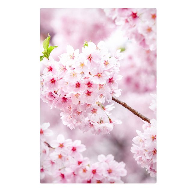 Leinwandbilder Skyline Japanische Kirschblüten