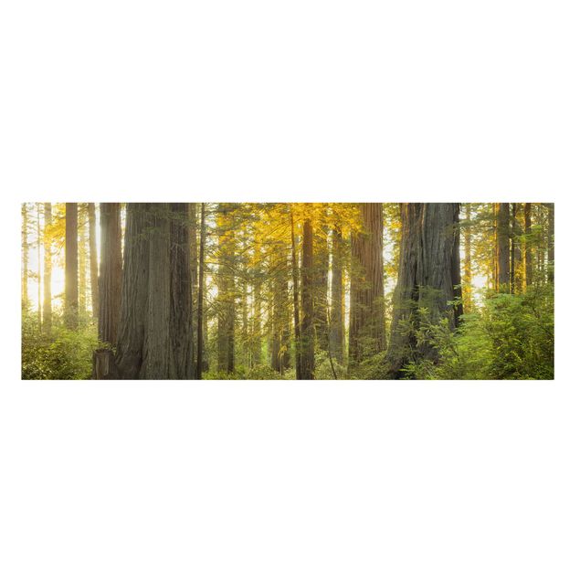 Bilder für die Wand Redwood National Park