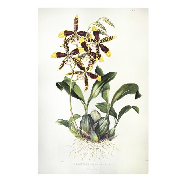 Leinwand Kunstdruck Maxim Gauci - Orchidee II