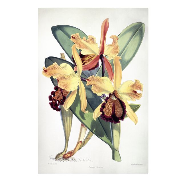 Retro Wandbilder Walter Hood Fitch - Orchidee