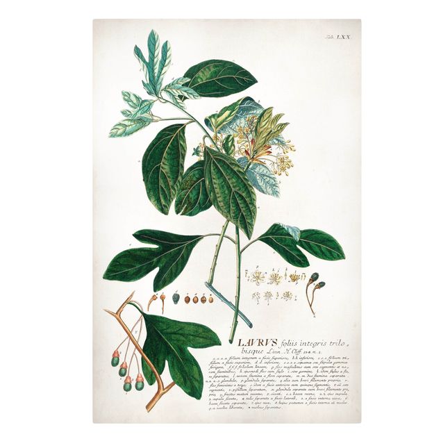 Leinwandbilder Vintage Botanik Illustration Lorbeer