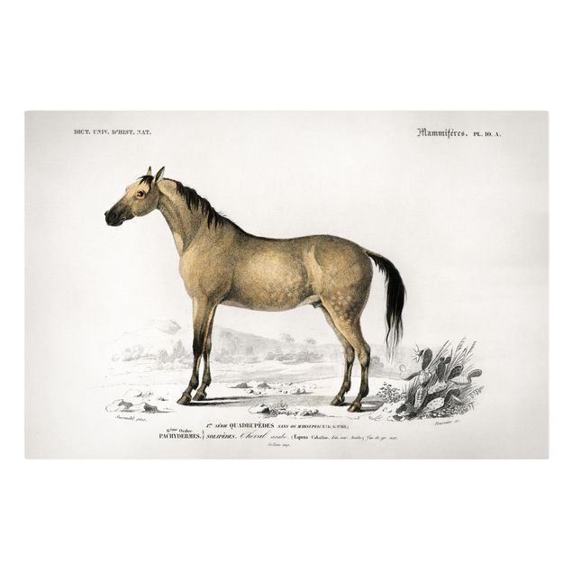 Wandbilder Tiere Vintage Lehrtafel Pferd