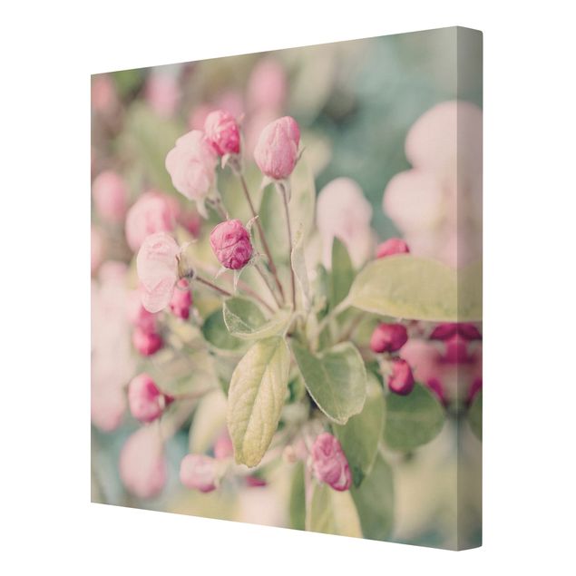 Leinwandbilder Apfelblüte Bokeh rosa