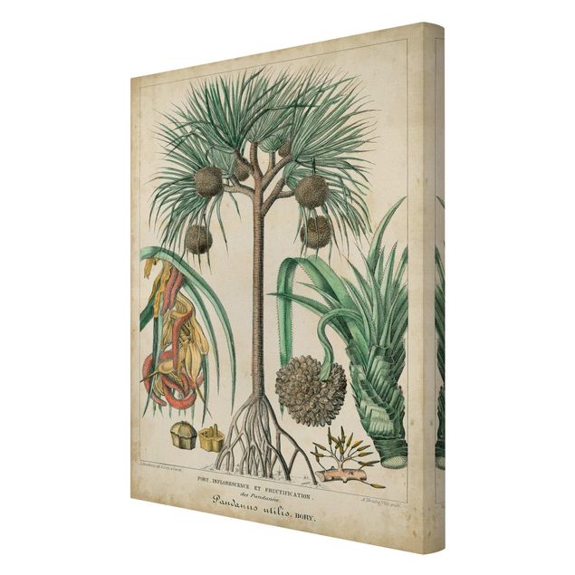 Bilder auf Leinwand Vintage Lehrtafel Exotische palmen I