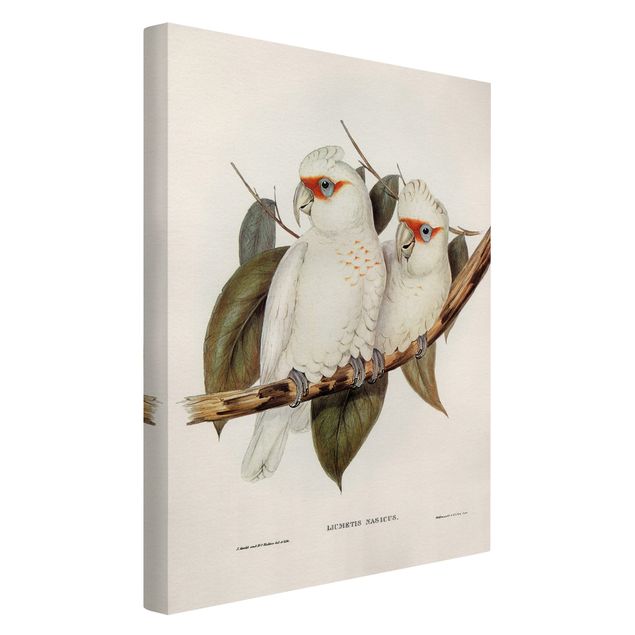 Leinwandbilder Blumen Vintage Illustration Weißer Kakadu