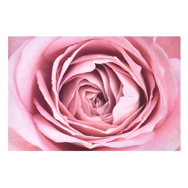 Schöne Wandbilder Rosa Rosenblüte