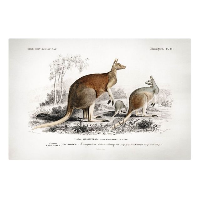 Wandbilder Tiere Vintage Lehrtafel Känguruh