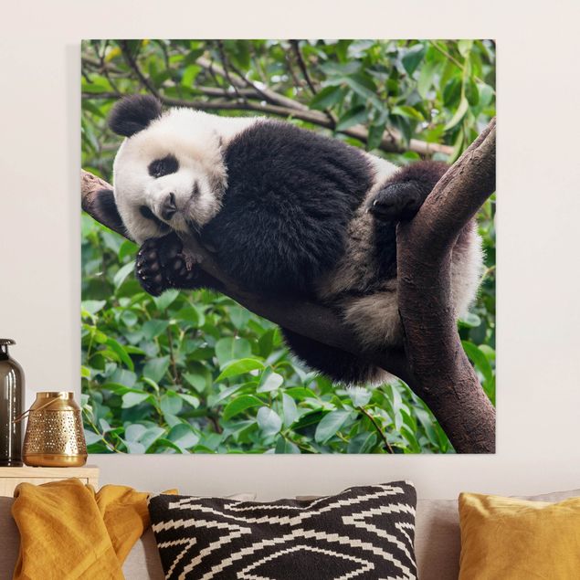 Leinwand Bilder XXL Schlafender Panda auf Ast