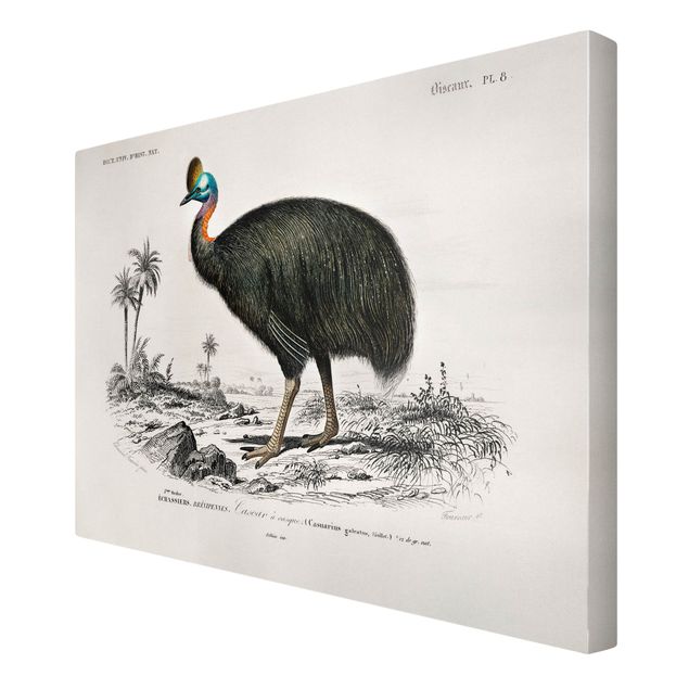 Tierbilder auf Leinwand Vintage Lehrtafel Emu