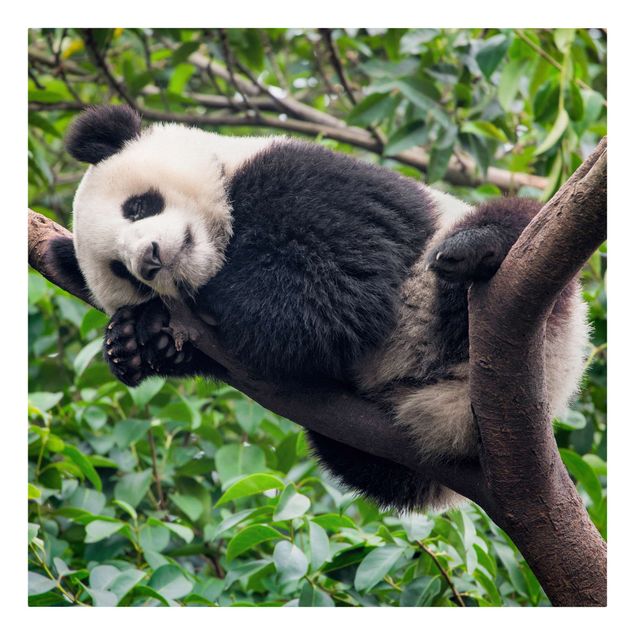 Wandbilder Baum Schlafender Panda auf Ast