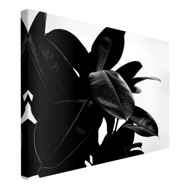 Leinwand Kunstdruck Gummibaum Blätter Schwarz Weiß